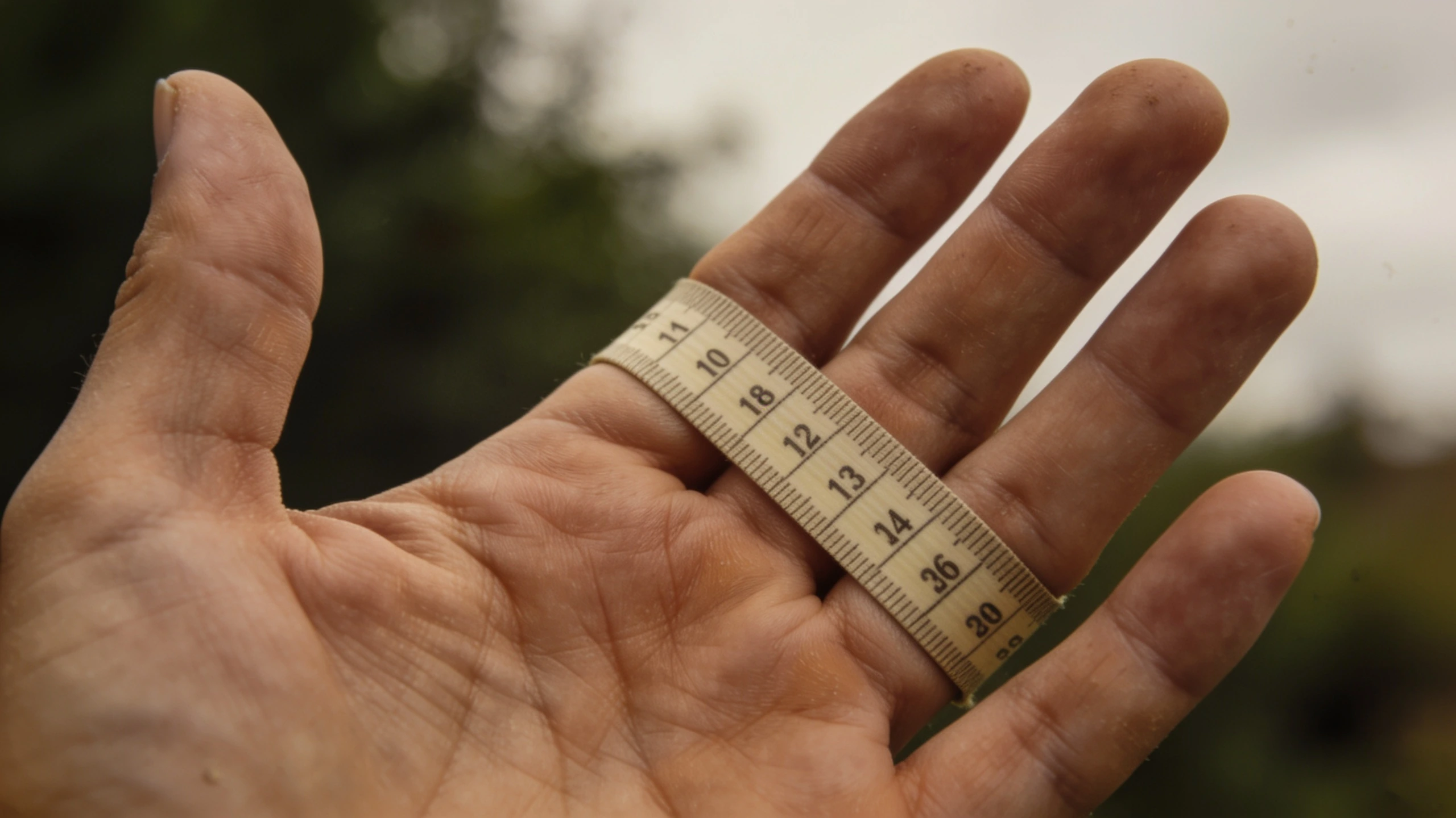 Measuring across the knuckles to find a glove size Cloth tape measure wrapped around the knuckles of an open hand
