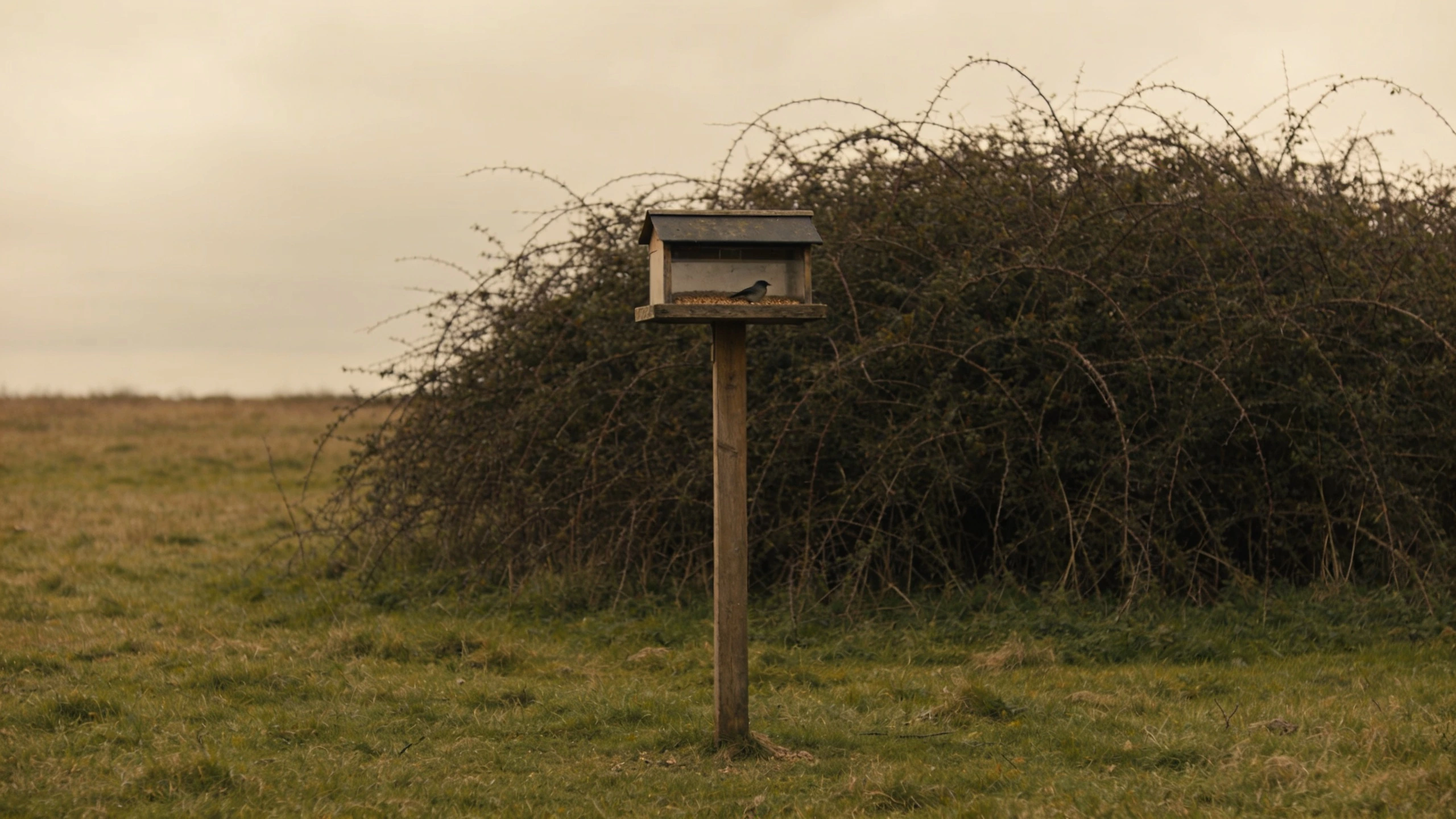 A feeder placed out of leaping range, with thorny cover nearby Bird feeder on a tall pole away from fences with thorny cover behind it