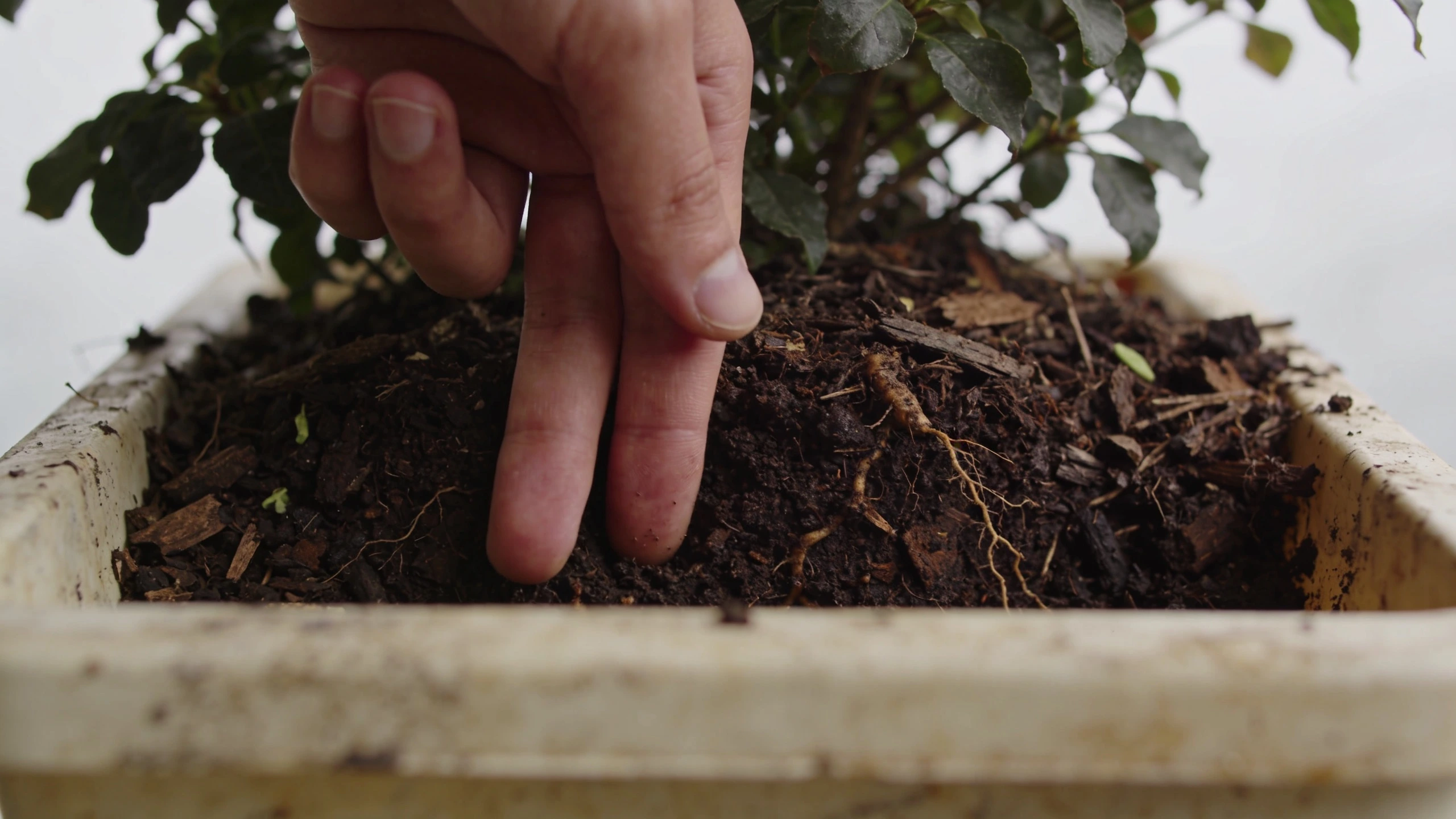 The finger test, which beats every watering schedule A finger pushed several centimetres into container compost to check moisture at root depth