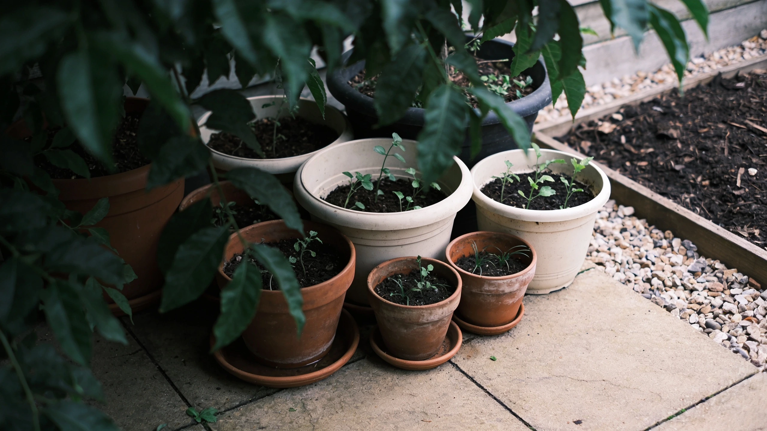 Pots grouped so they shade each other Cluster of containers of different sizes grouped closely on a patio with plants overlapping