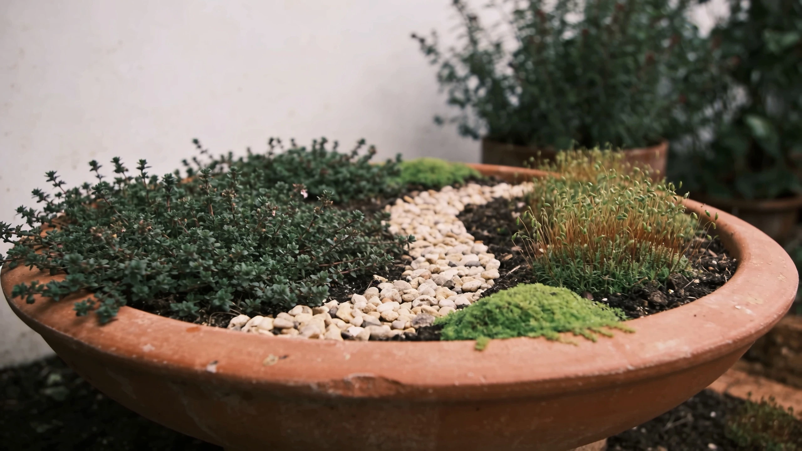 A wide shallow pan, which is the right shape Wide shallow terracotta pan planted with thyme and sagina with a pebble path across it