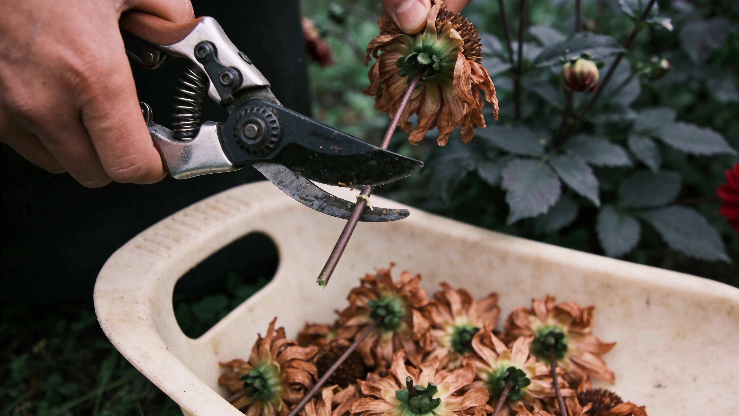 Deadheading faded flowers with secateurs Secateurs snipping a faded flower head from a plant into a trug