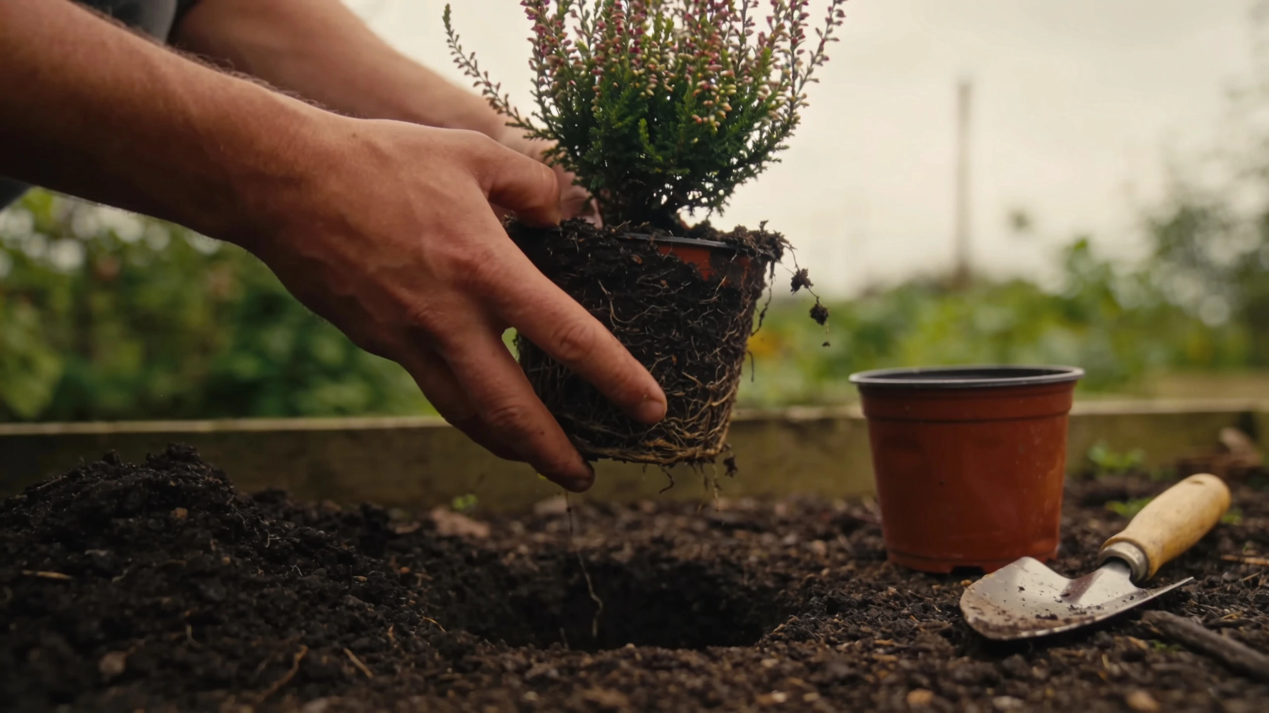 Planting a perennial into a flower border Hands lowering a pot-grown perennial into a planting hole in dark soil