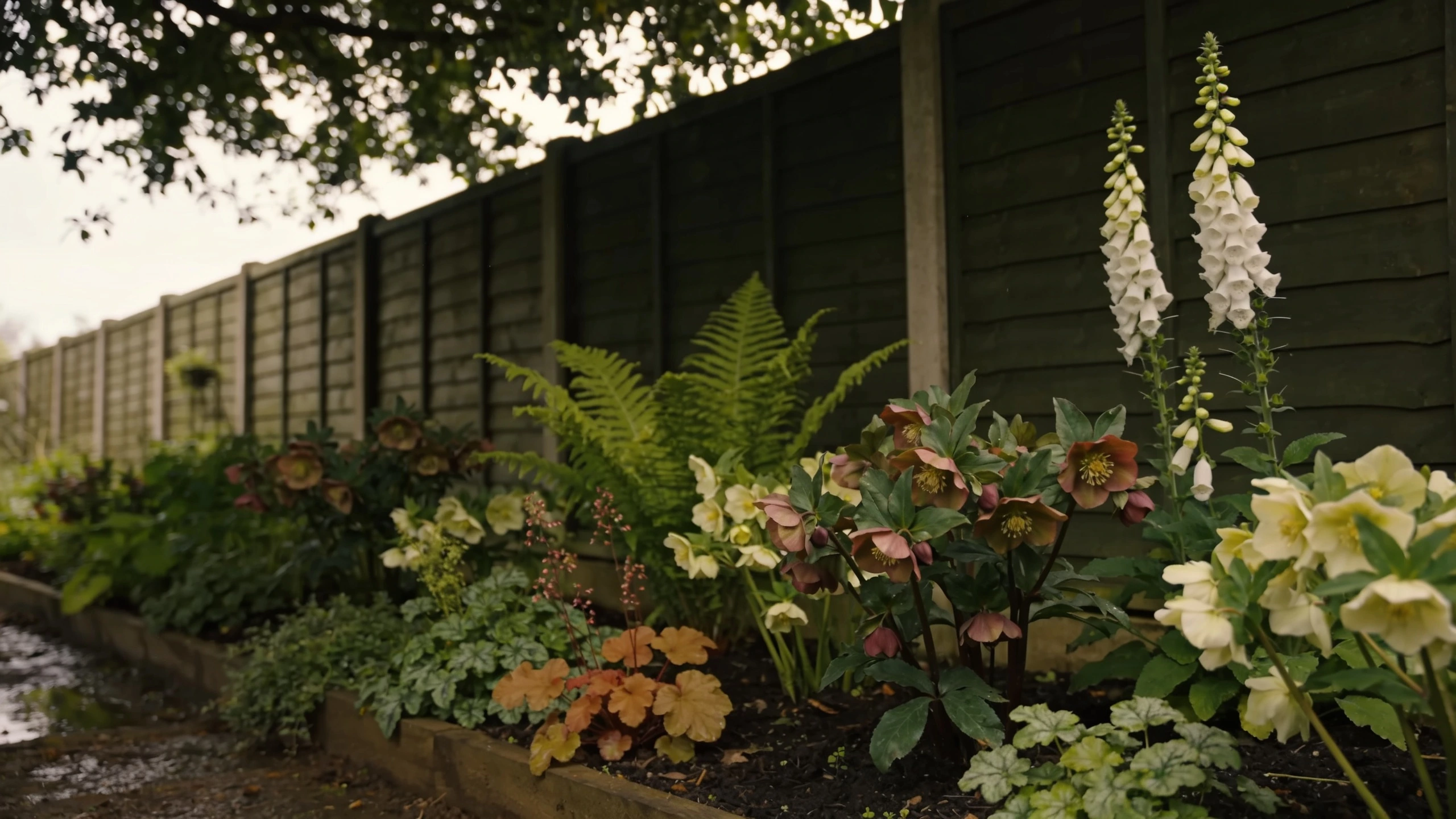 A shade flower border of hellebores and ferns Shaded border with hellebores, ferns and white foxgloves along a fence