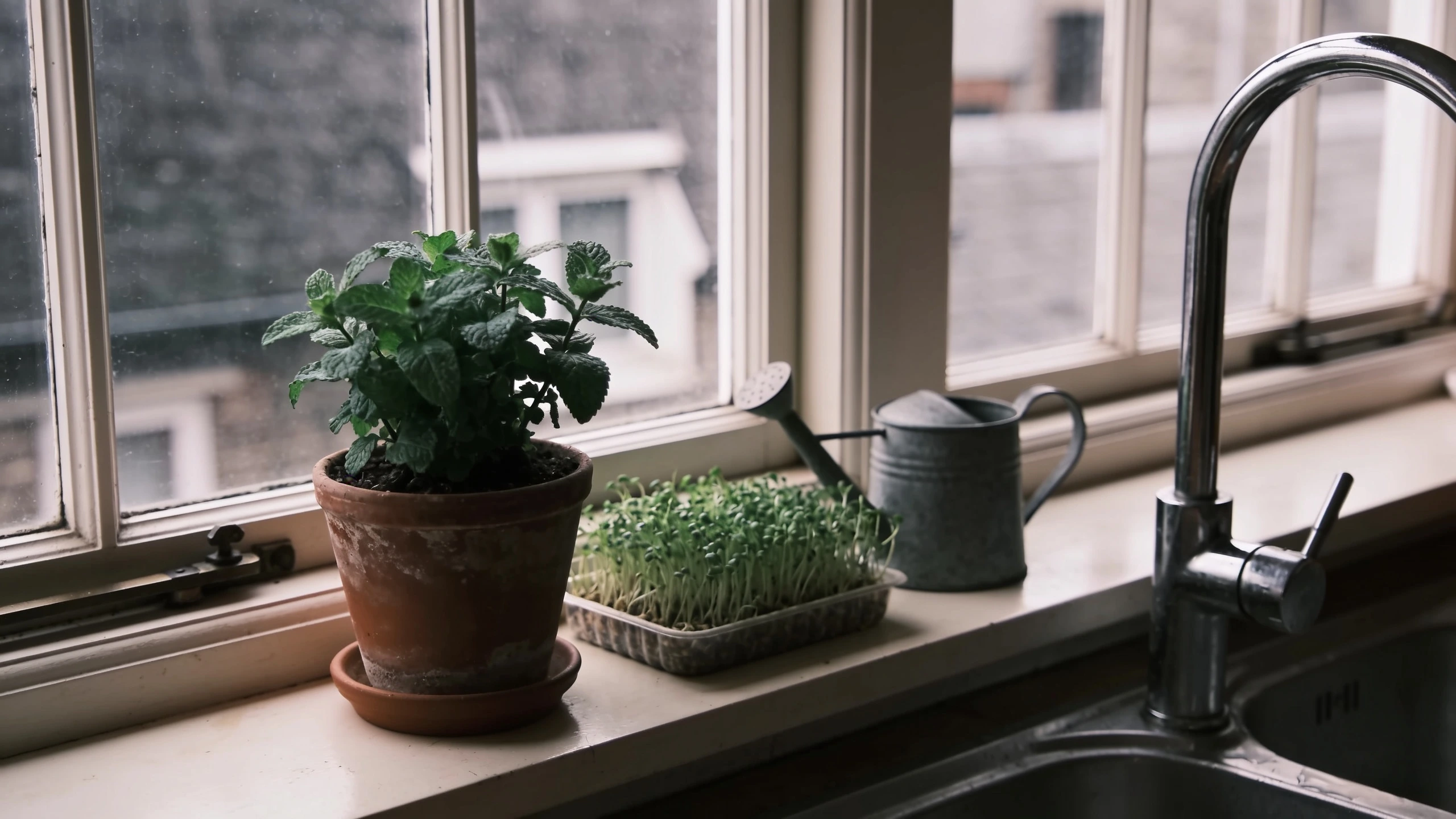 One pot on a windowsill, which is a real starting point Single pot of mint and cress on a sunny kitchen windowsill with a small watering can beside it