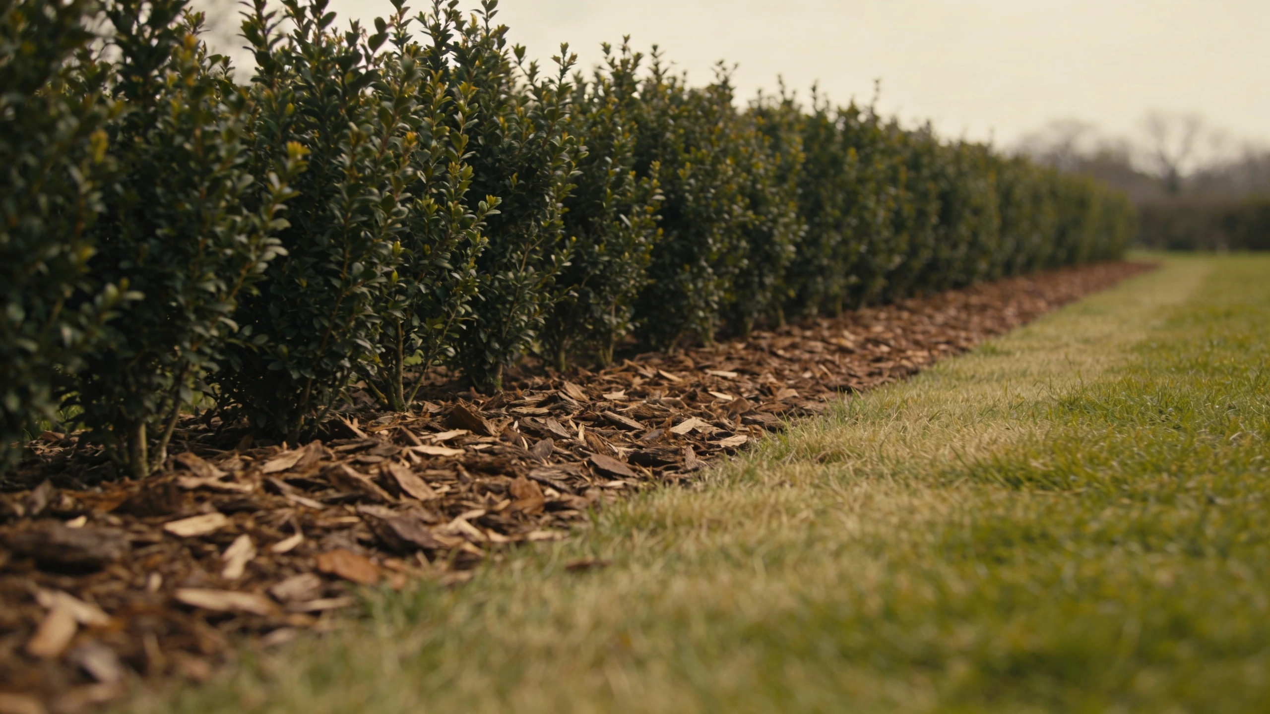 A clean mulched strip either side of a young hedge Young hedge line with bark mulch spread in a clear strip either side and grass held back