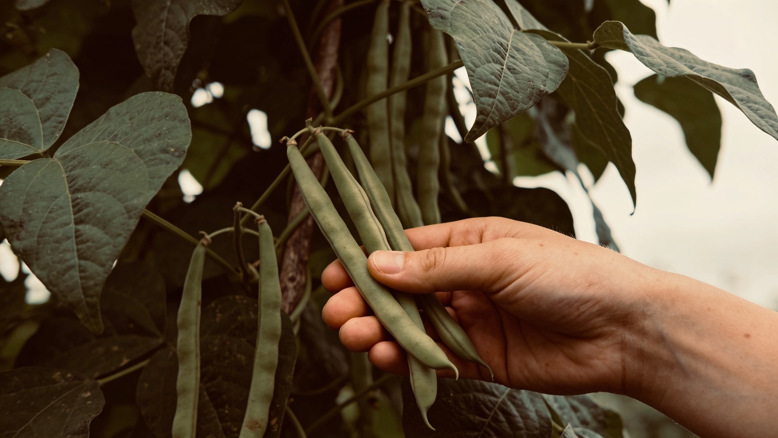 Picked at pencil thickness, every couple of days Hand picking slim young French beans from a climbing plant with more pods visible behind