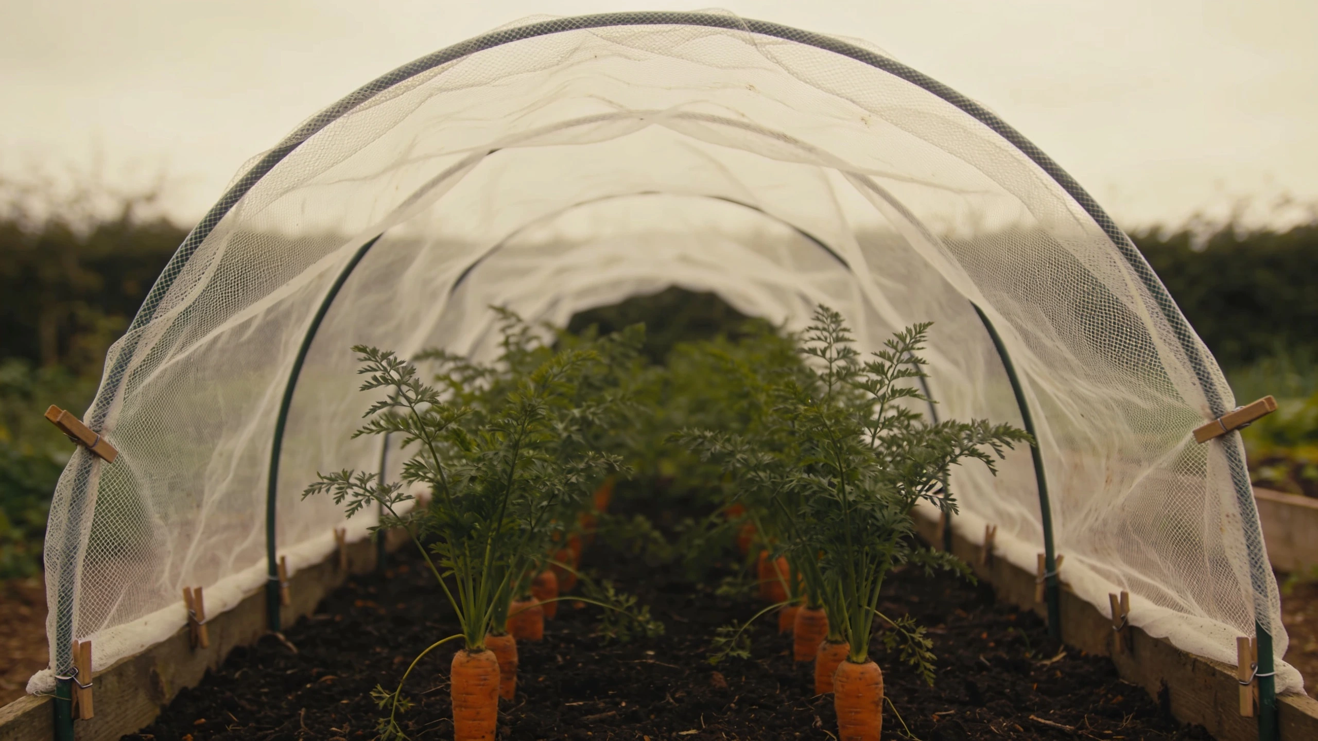 Fine mesh over hoops, sealed at the edges Fine white insect mesh stretched over hoops above a carrot bed and pegged down at the sides