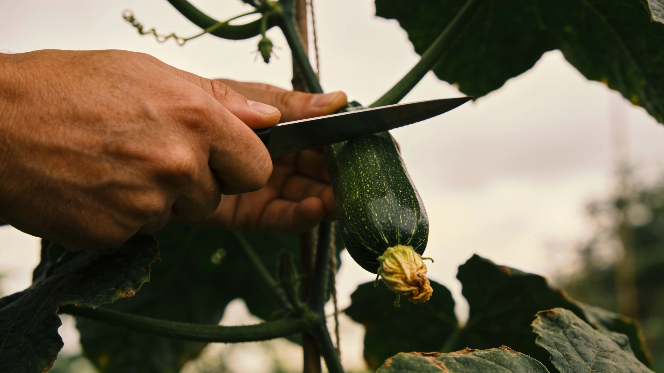 Picked at about 15 cm, which keeps the plant setting Hand cutting a small courgette about fifteen centimetres long from the plant with a knife