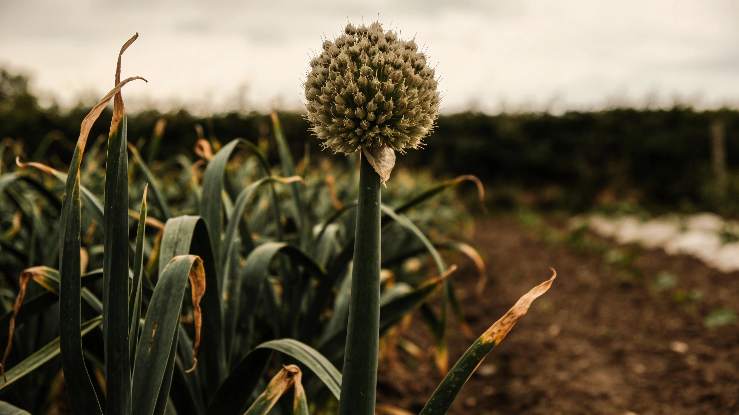 A bolted onion, with its thick round flower stem Onion plant with a thick round flower stem rising from the centre beside normal leafy onions