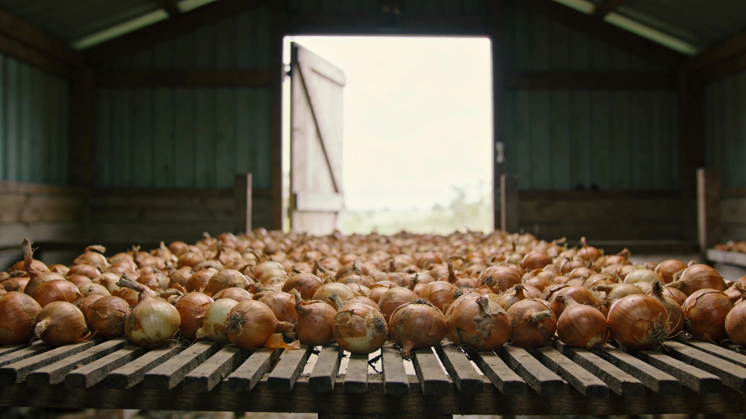 Drying in a single layer with air all round Lifted onions spread in a single layer on a slatted rack in an airy open shed to dry