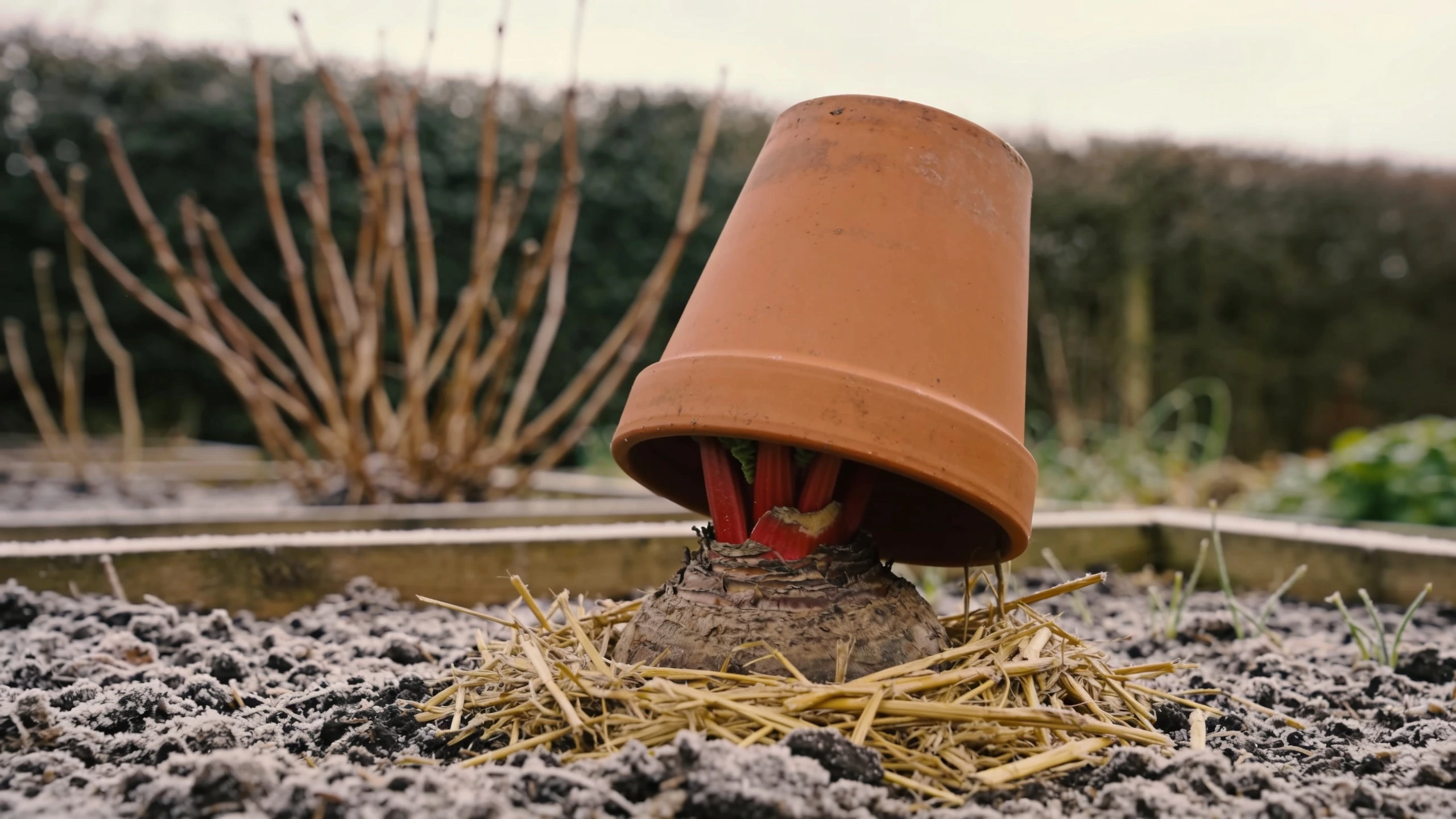A forcer over a dormant crown in midwinter Tall terracotta rhubarb forcer standing over a crown in frosty soil with straw packed round it