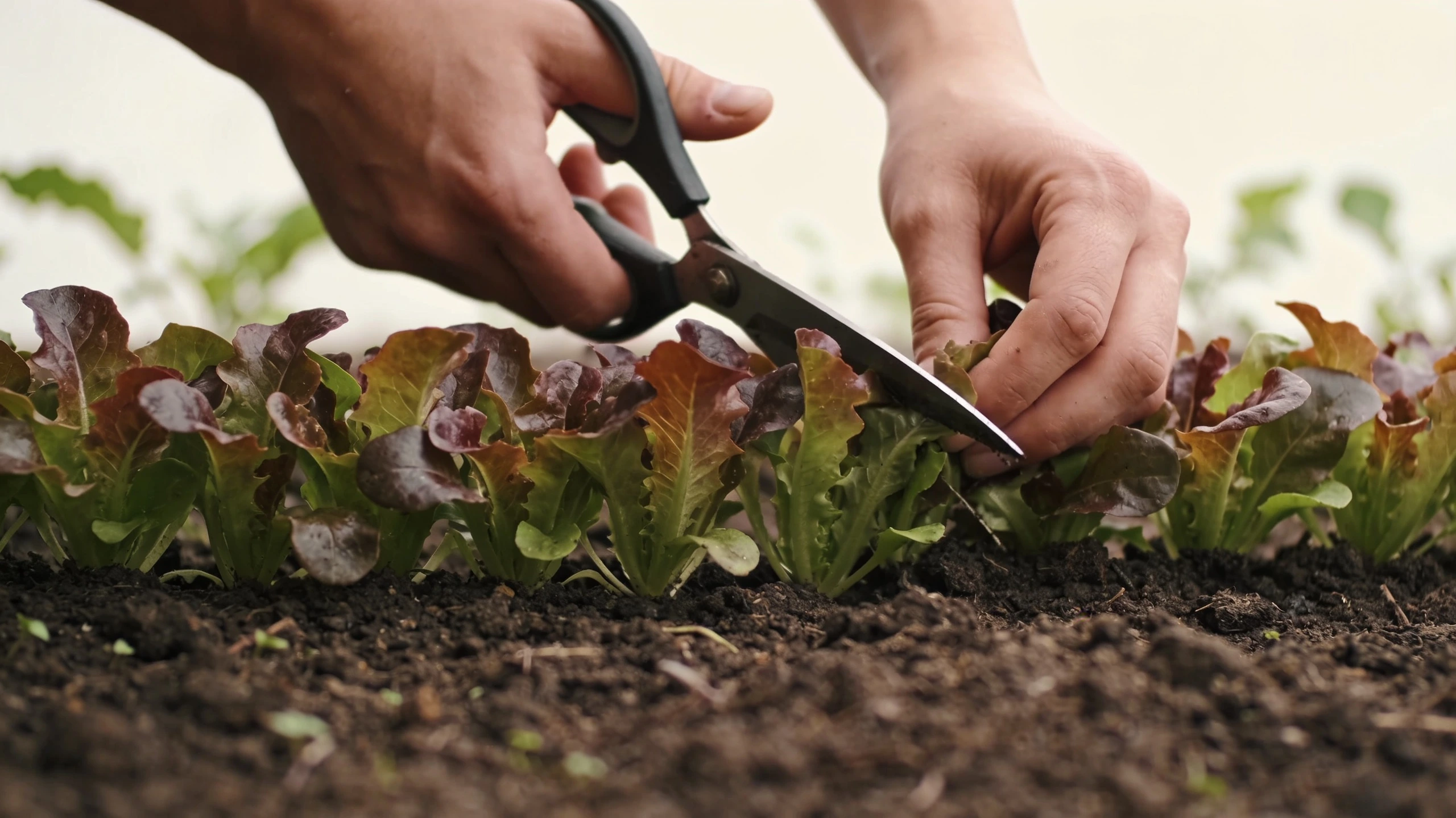 Cut with scissors about 3 cm above the crown Scissors cutting a dense band of young mixed salad leaves a few centimetres above the soil