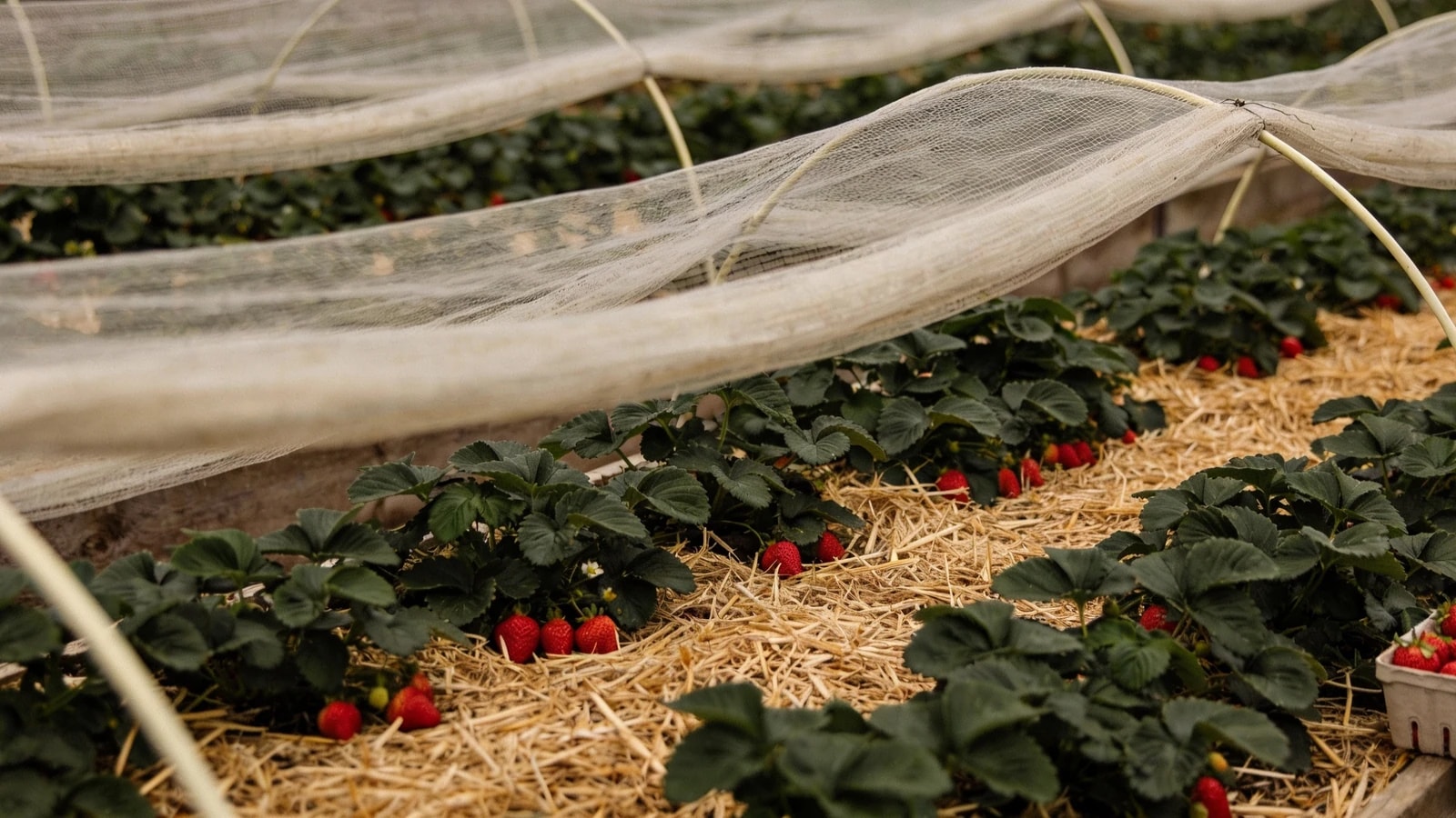 Strawberry bed in full crop with ripe fruit resting on straw and netting held clear on hoops