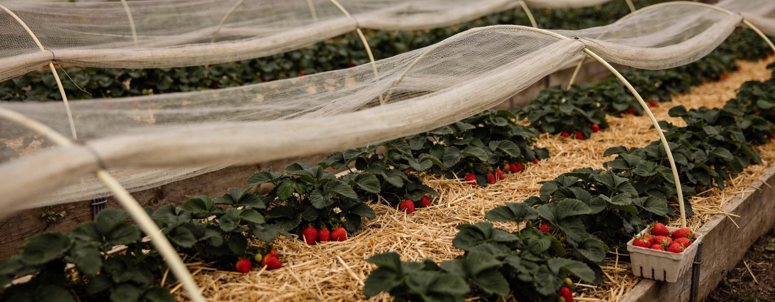 Straw underneath, netting above, in full crop Strawberry bed in full crop with ripe fruit resting on straw and netting held clear on hoops