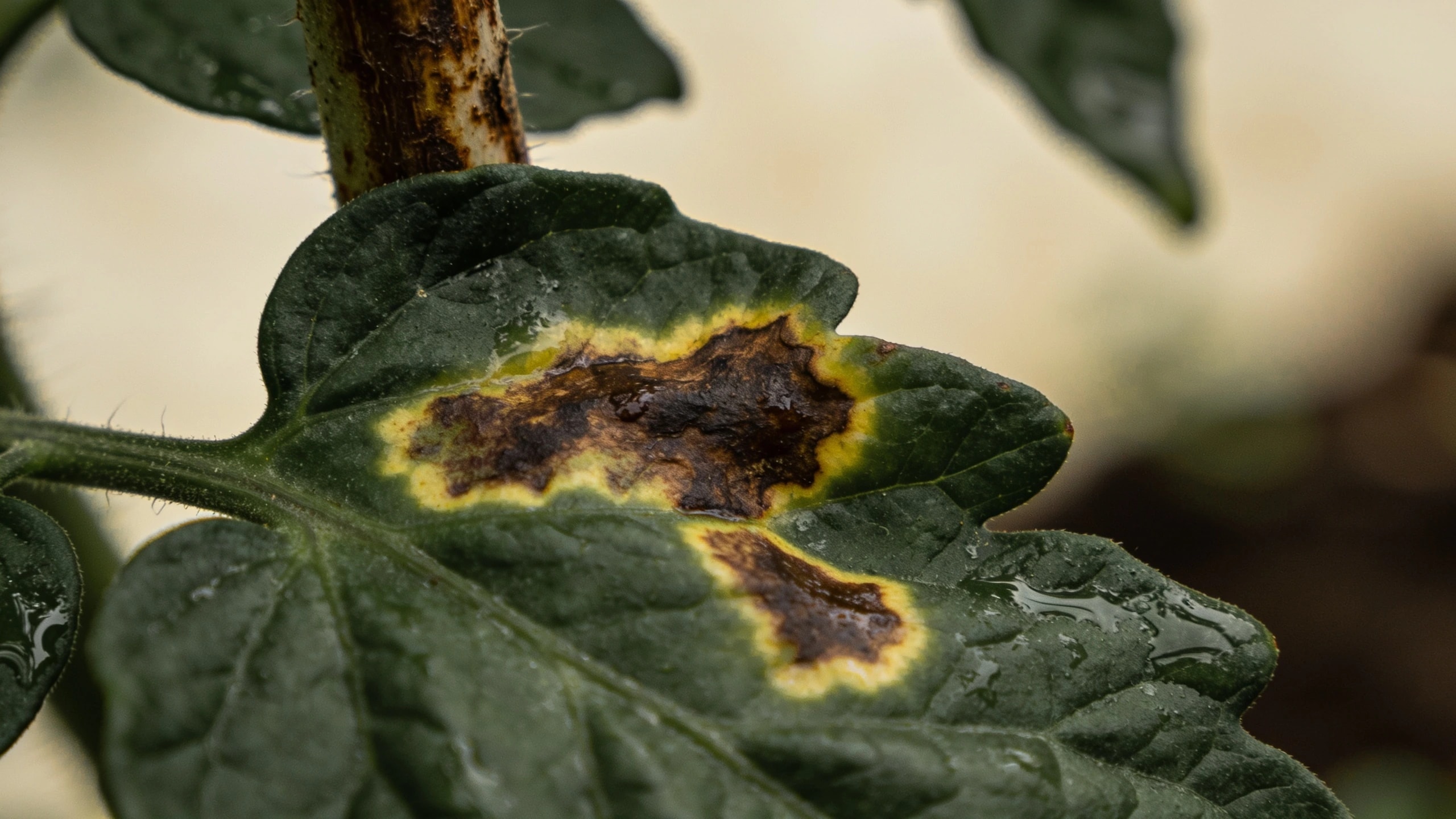 Blight on a leaf, with the pale halo around the lesion Tomato leaf showing dark brown blight lesions with pale yellow halos and a browning stem behind