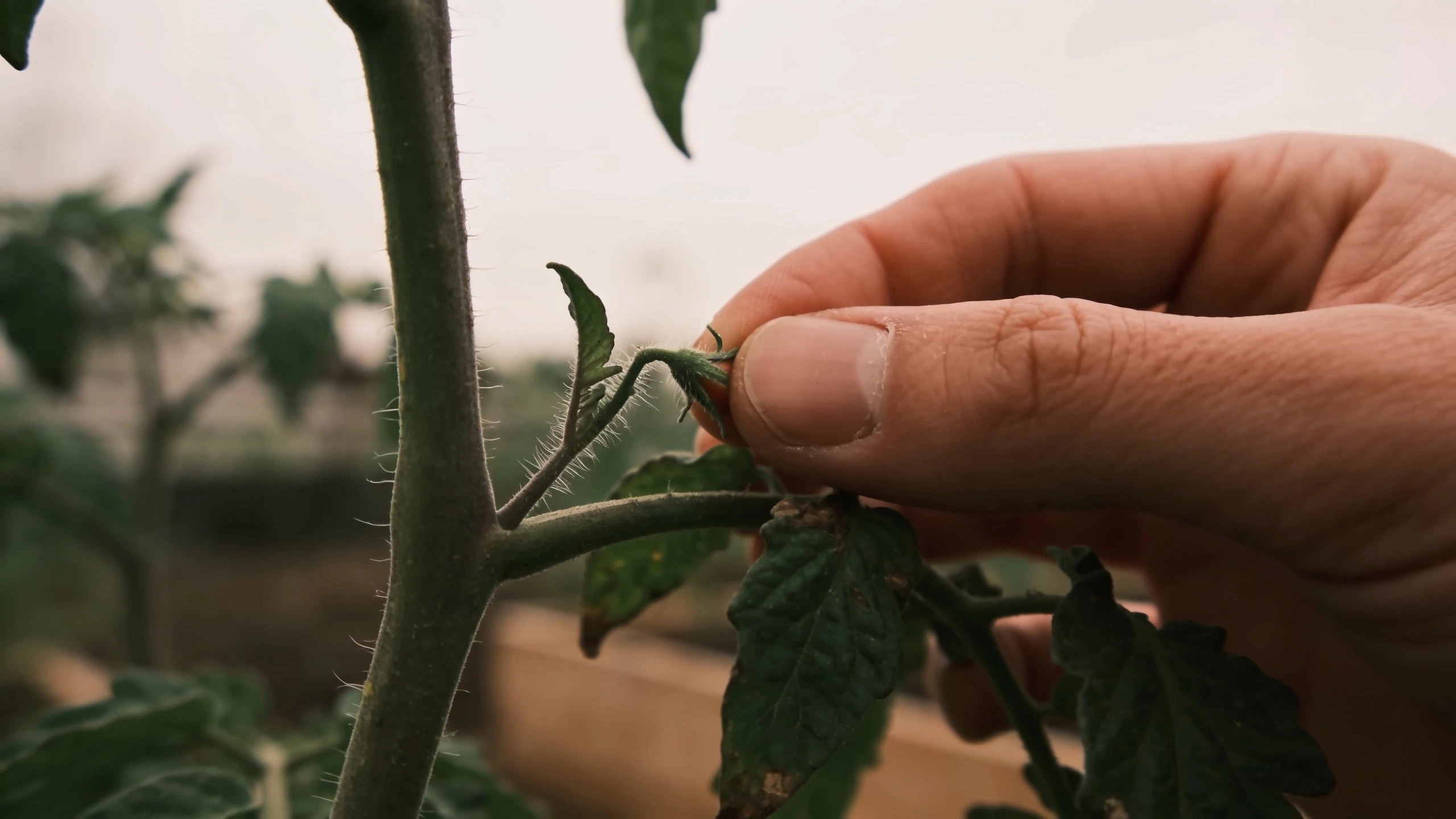 A side shoot in the leaf joint, snapped out small Fingers pinching out a small tomato side shoot from the angle between stem and leaf