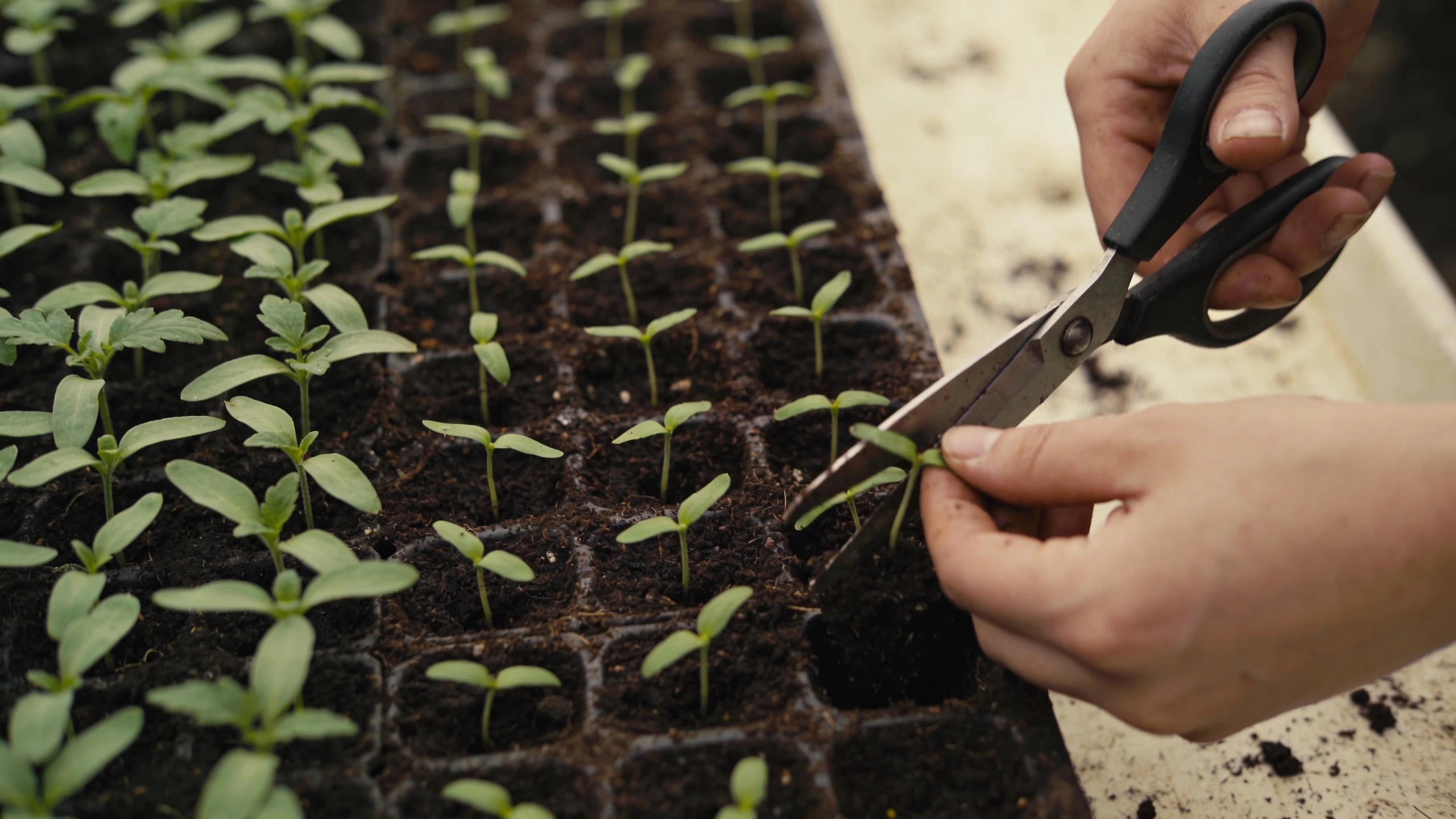 Thinning a row of vegetable seedlings with scissors Scissors snipping surplus seedlings at soil level with half the row already thinned