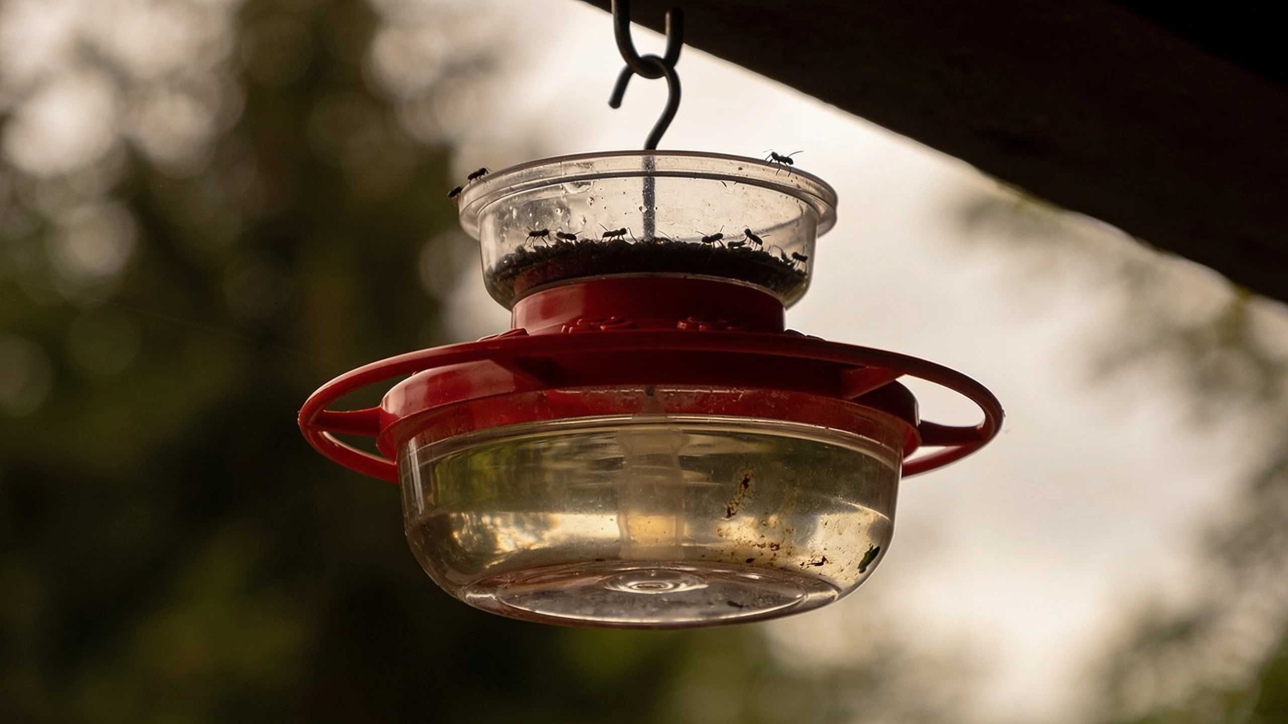 A simple feeder in shade, with an ant moat above it Small red hummingbird feeder hanging in shade with a water filled ant moat above the hook