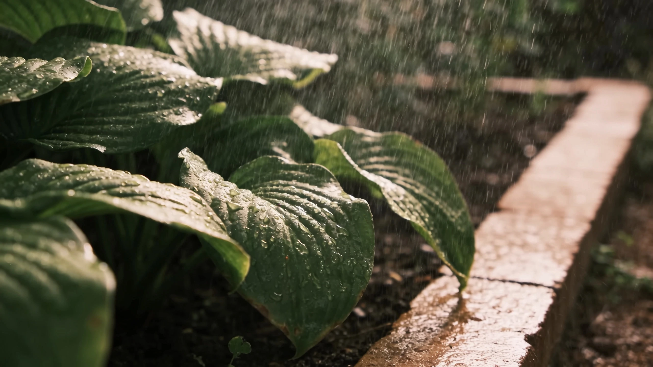 A fine mist over foliage, which is how they prefer to bathe Fine mist of water droplets settling on broad green leaves in dappled sunlight in a border