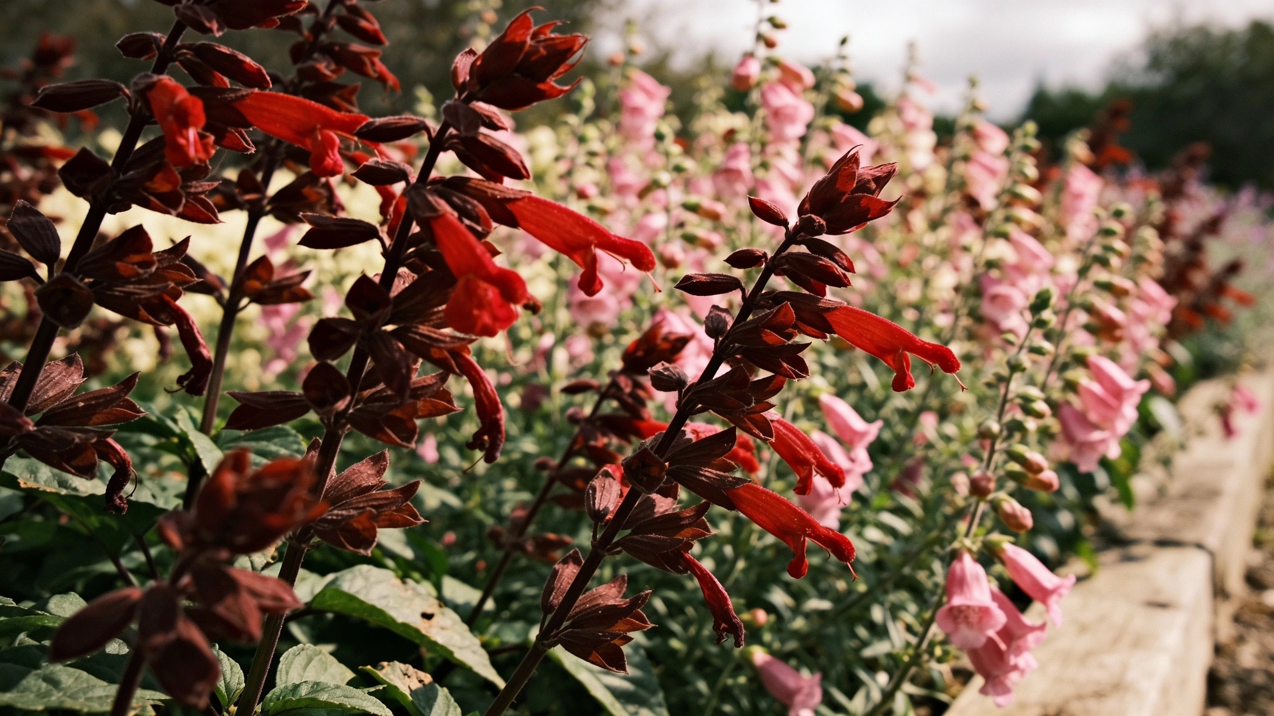 Tubular flowers, planted as a drift rather than singly Drift of red salvia and pink penstemon in full flower with tubular blooms in a sunny border