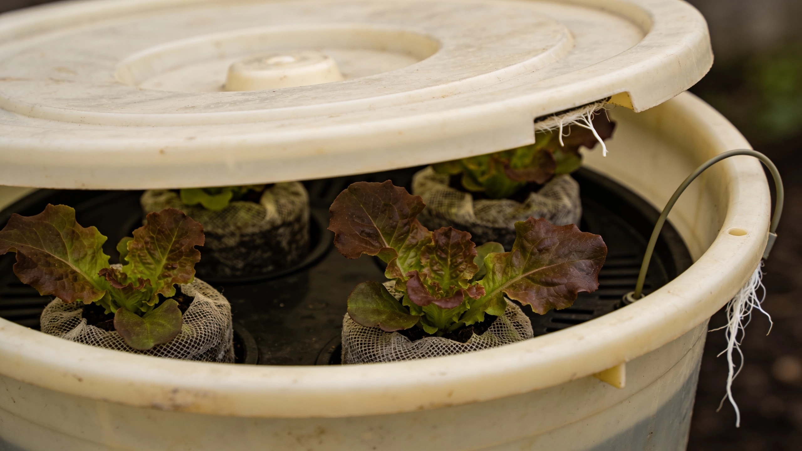 Deep water culture, the system to start with Opaque tub with a lid holding lettuce plants in net pots and an air line