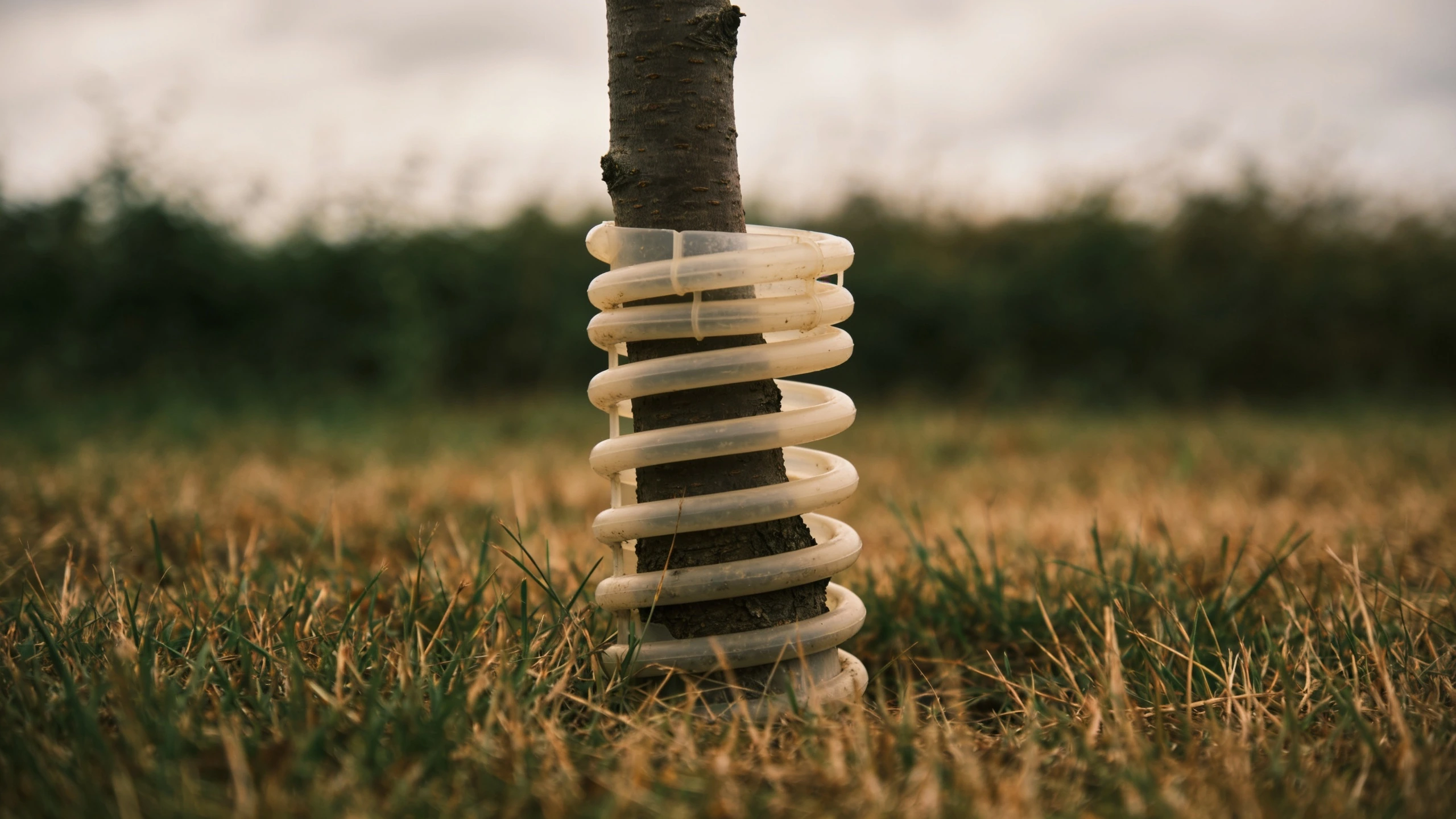 A spiral guard, the cheapest deer protection available Plastic spiral guard wrapped around the trunk of a young tree in a mown grass area