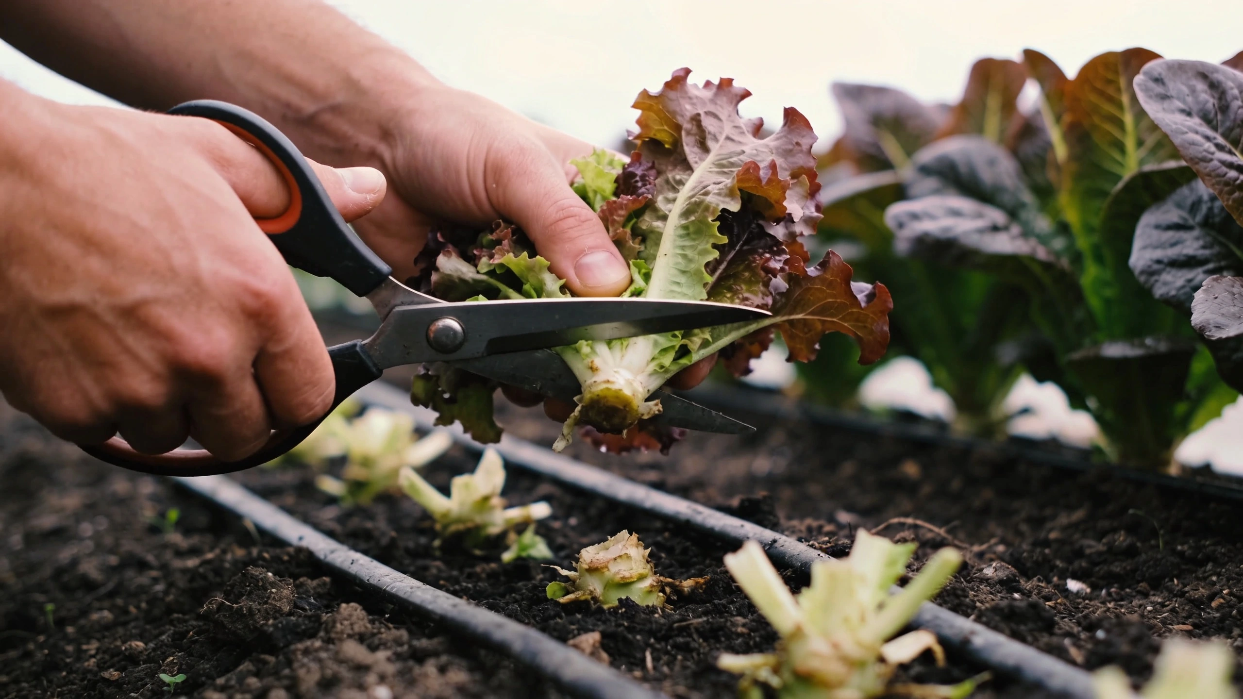 Cutting salad leaves with scissors Scissors cutting mixed salad leaves an inch above the crown of the plant