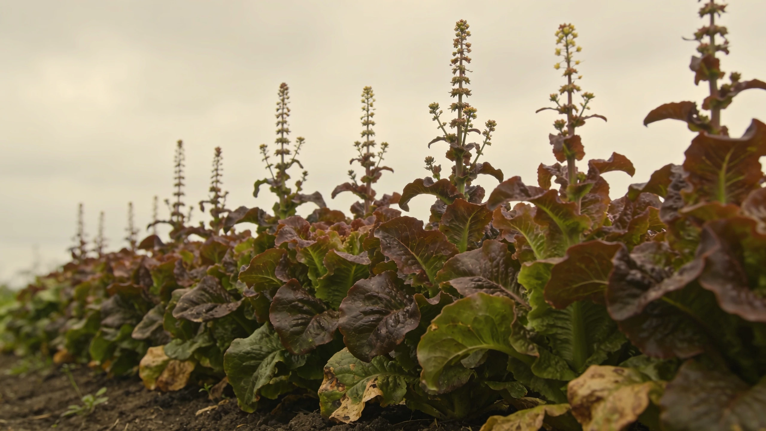 Lettuce that has bolted and gone to seed Row of bolted lettuce with stems shot up tall and coarse leaves