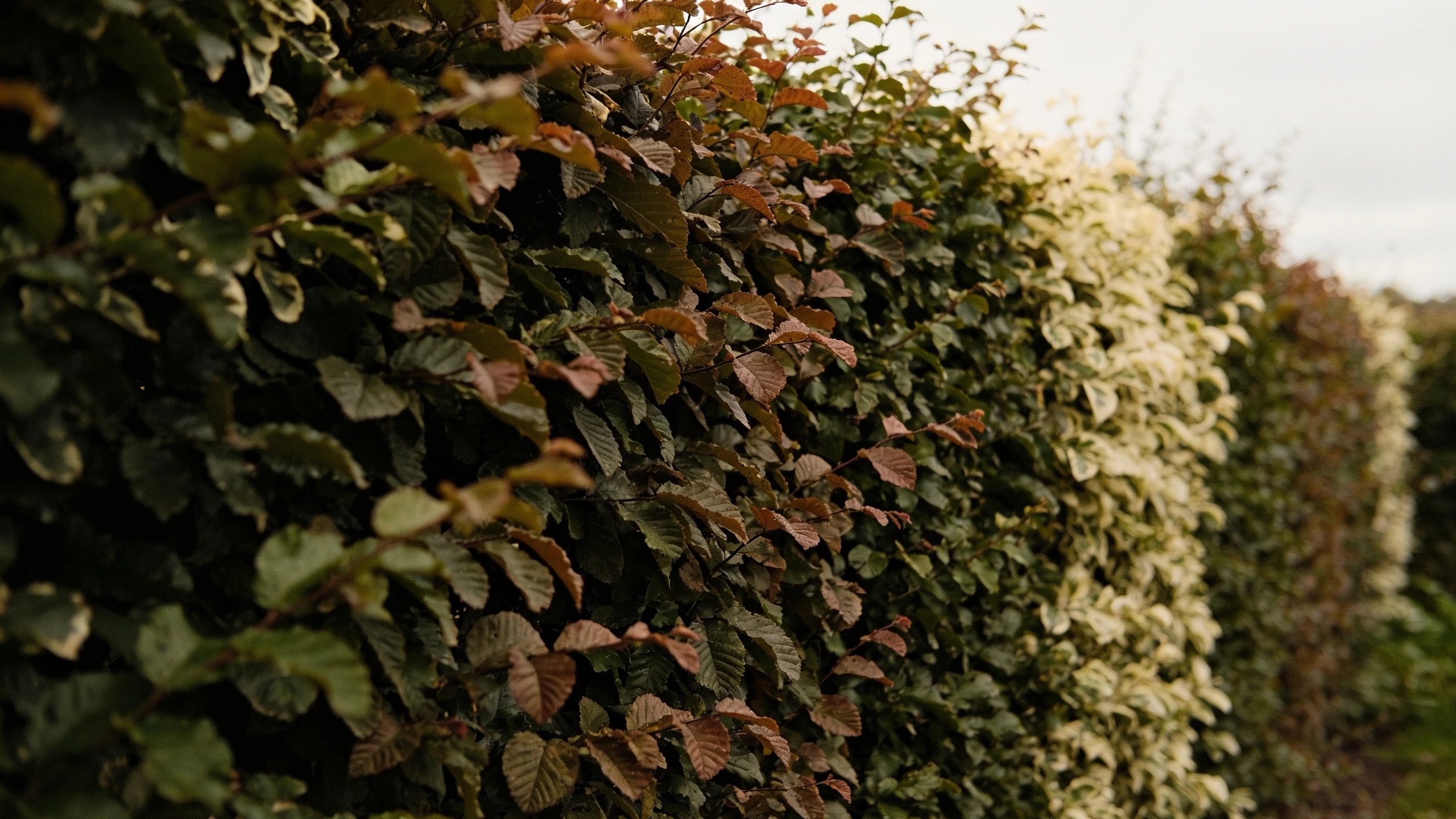 Dense planting with no bare soil showing Border where the foliage of neighbouring perennials touches with no soil visible