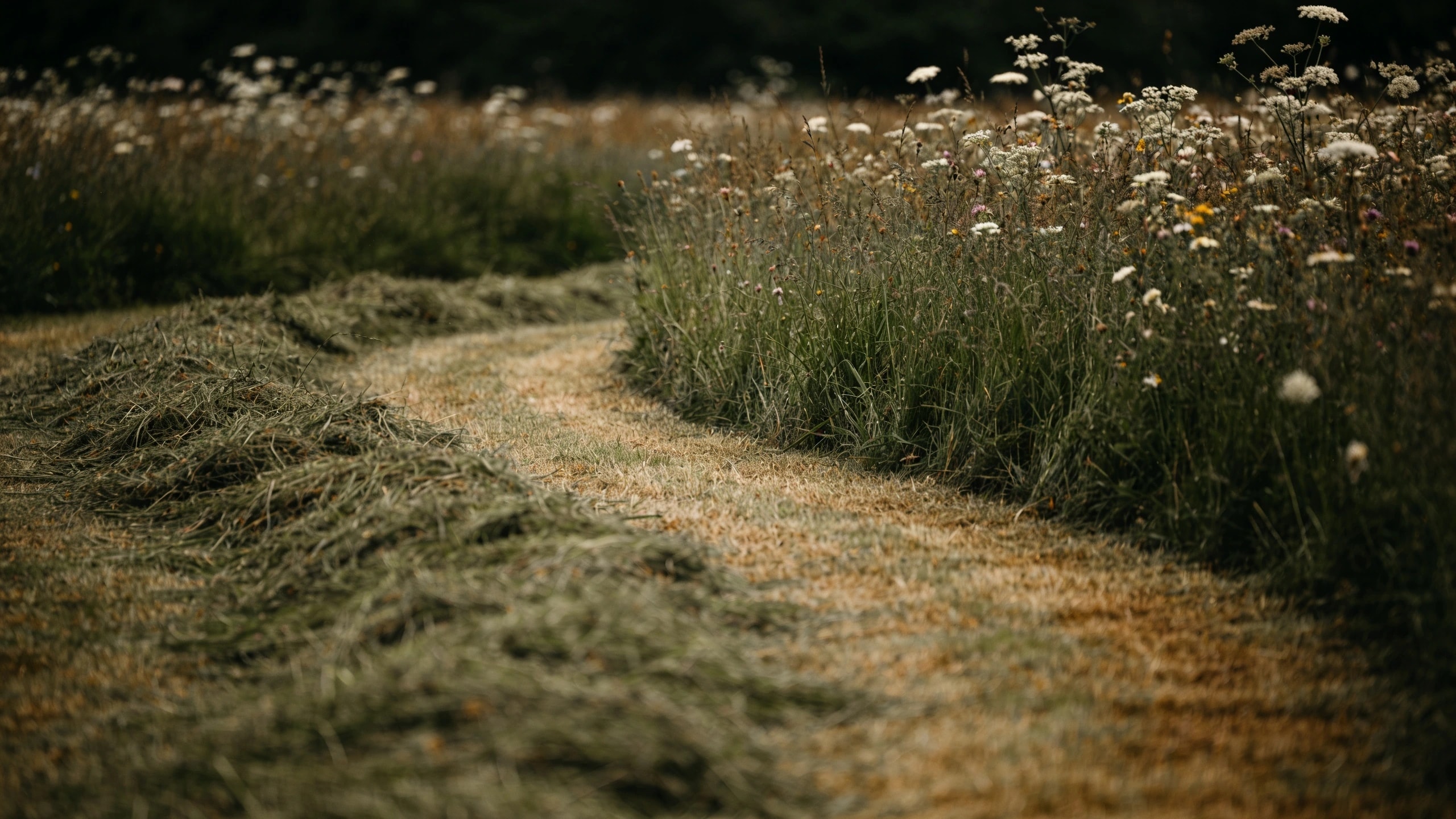 A mown path through long grass Neatly mown path curving through long meadow grass with wildflowers and a crisp edge