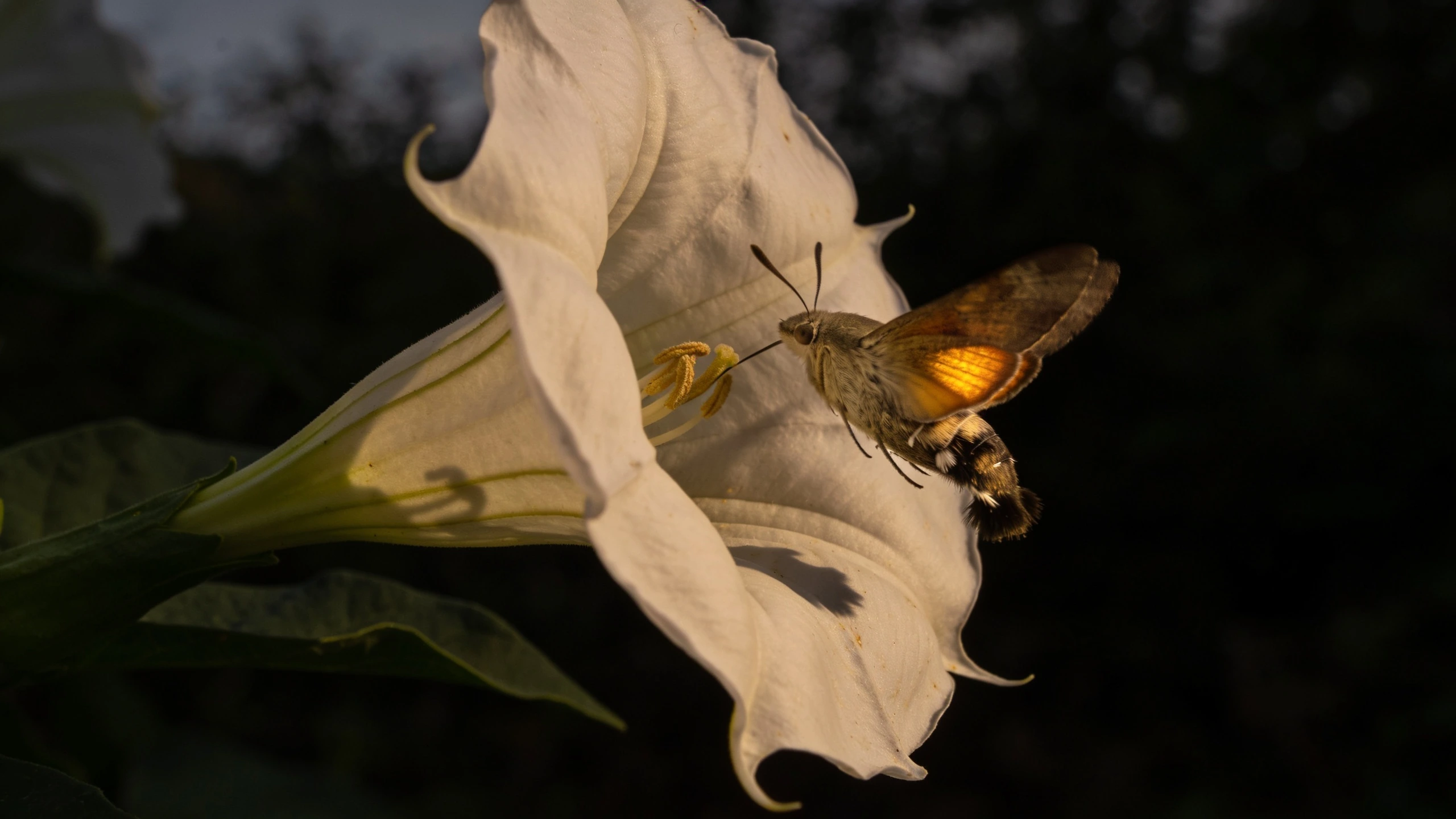 A moth working nicotiana after dark Pale moth feeding at the throat of a white nicotiana flower in low evening light