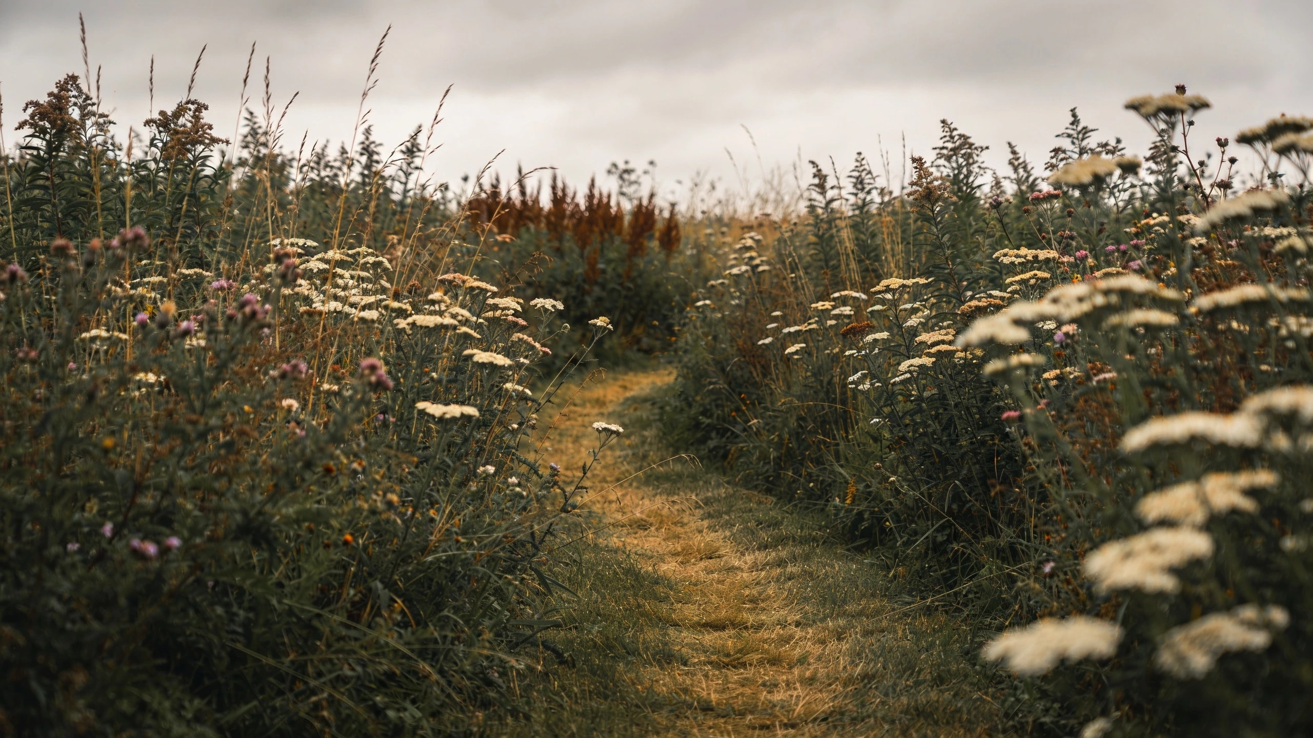 A sown native area in its second year Area of established native grasses and flowering perennials grown from seed with a path through it