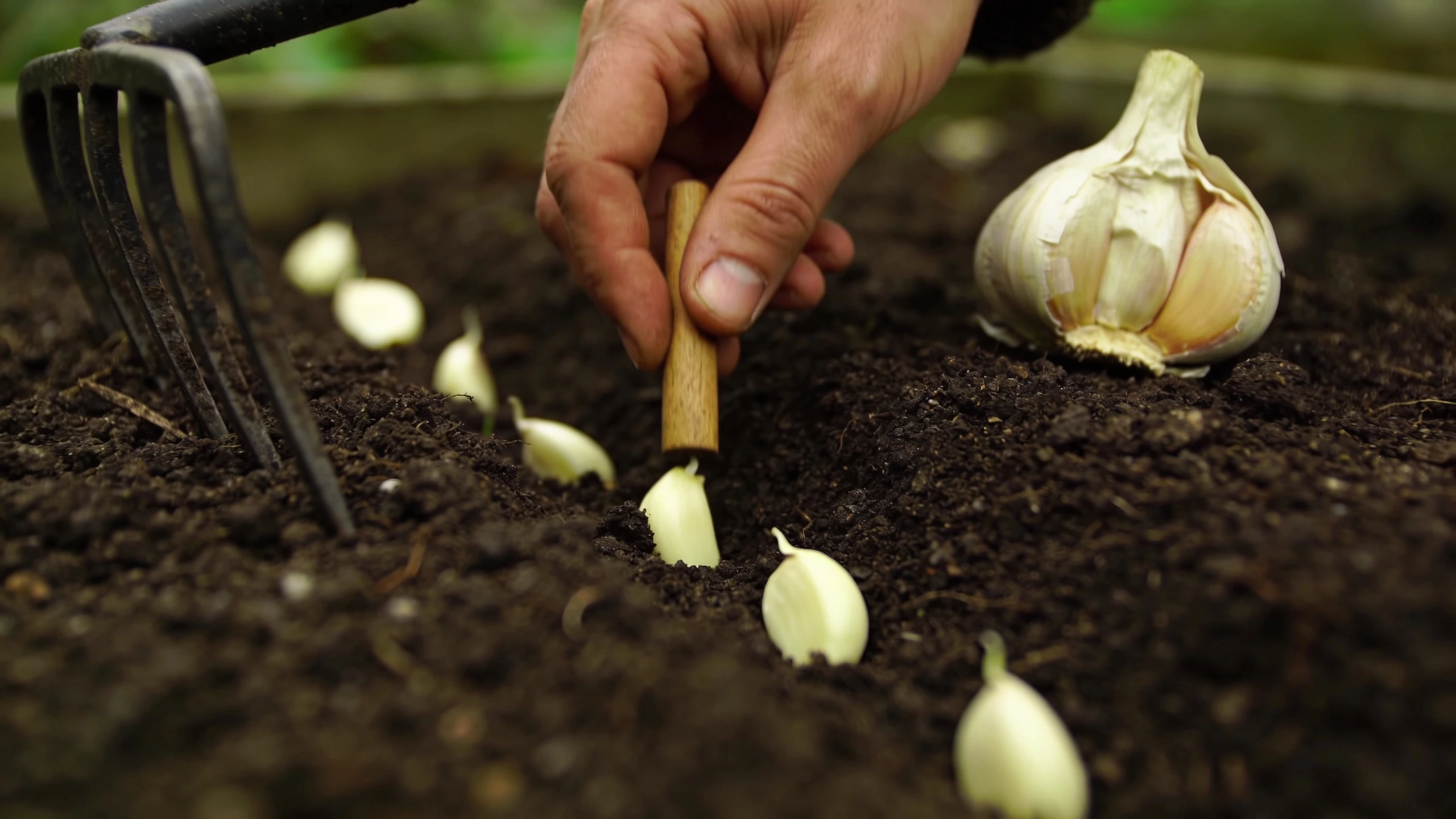 Garlic going in while the soil still holds warmth Hand pushing individual garlic cloves into a raked bed with a dibber and a bulb alongside