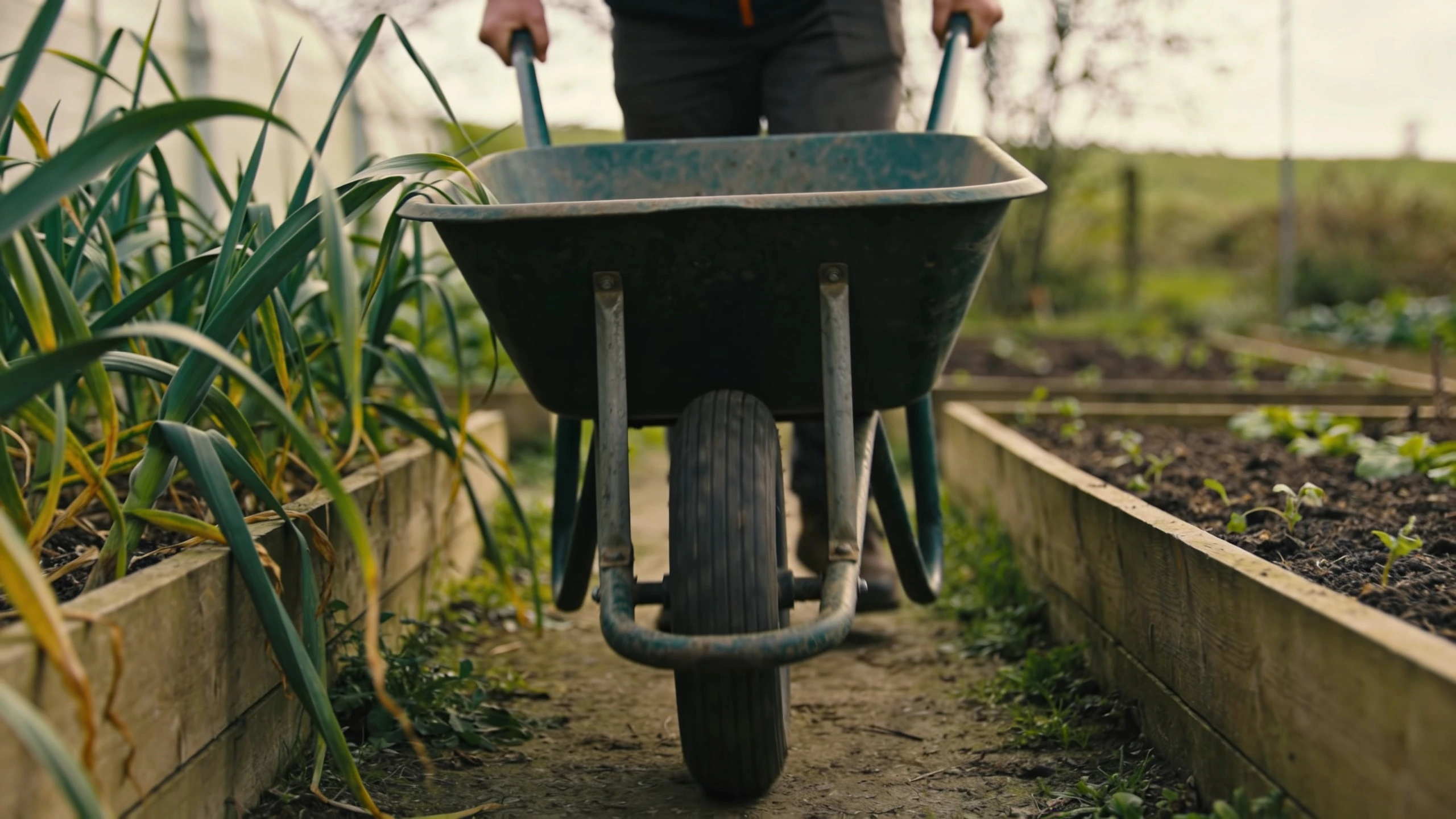 A wheelbarrow on the path between two raised beds Wheelbarrow pushed along a path between raised beds with plants flopping over the edges