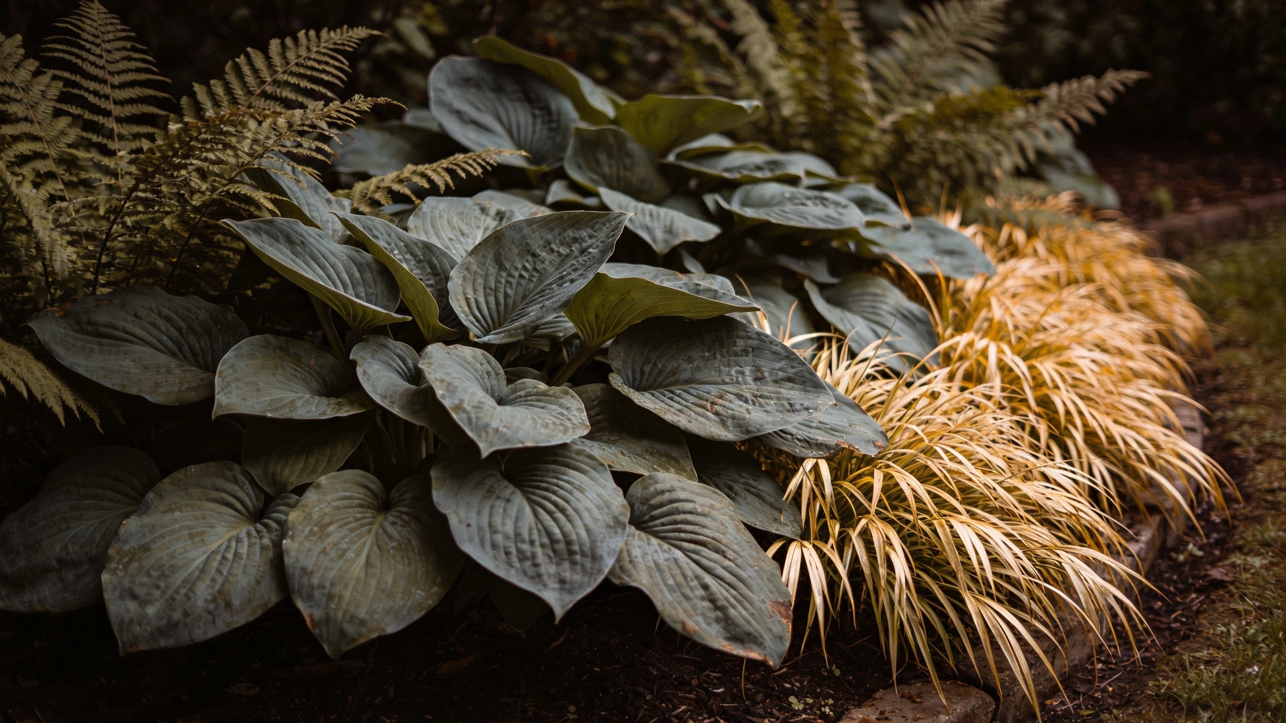 Damp shade planted in bold single species groups Shaded border with large groups of hosta, ferns and golden hakonechloa layered by height