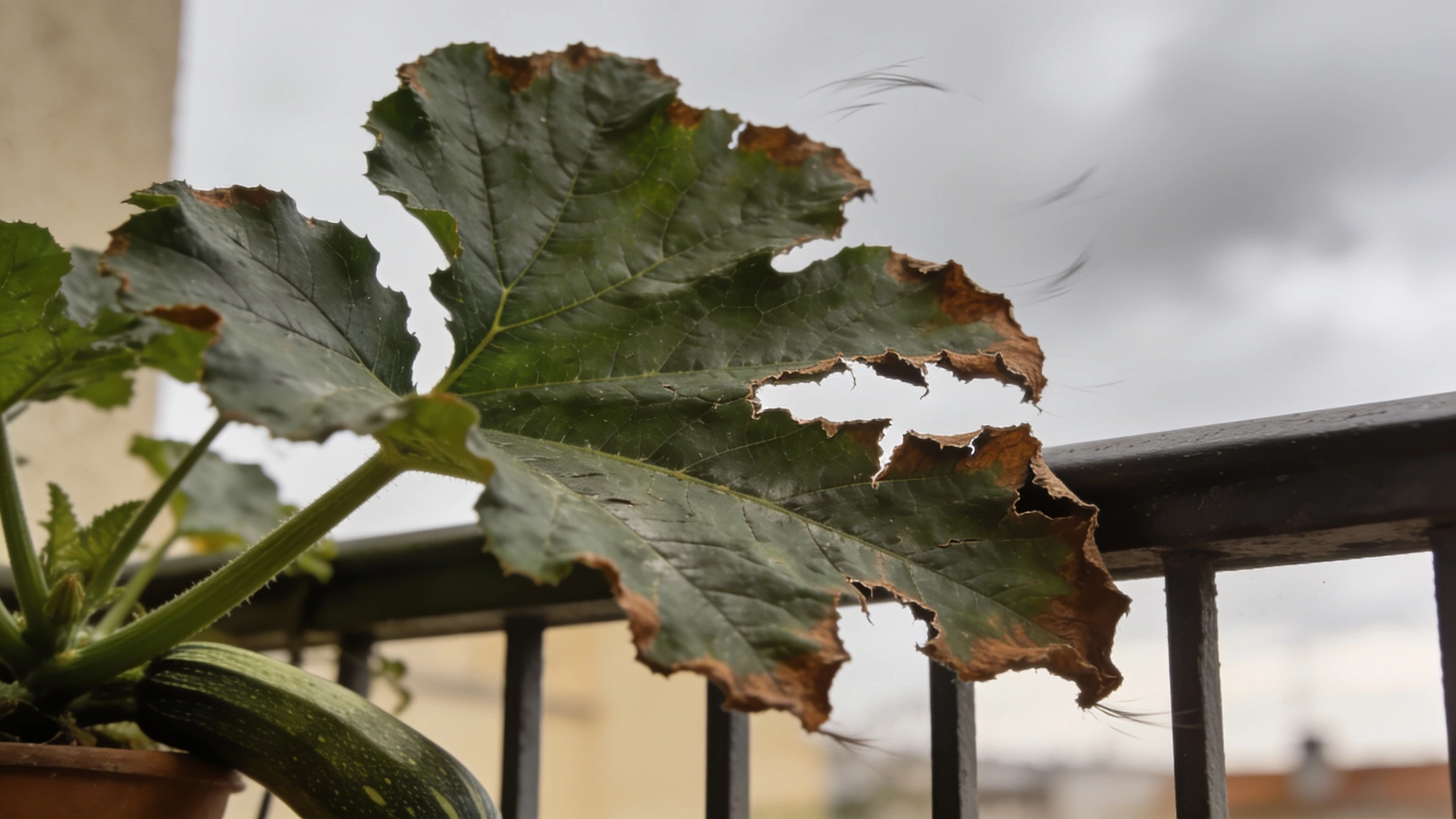 Wind shredded leaves on a balcony Large leaf torn and browned along its split edges from wind exposure on a balcony
