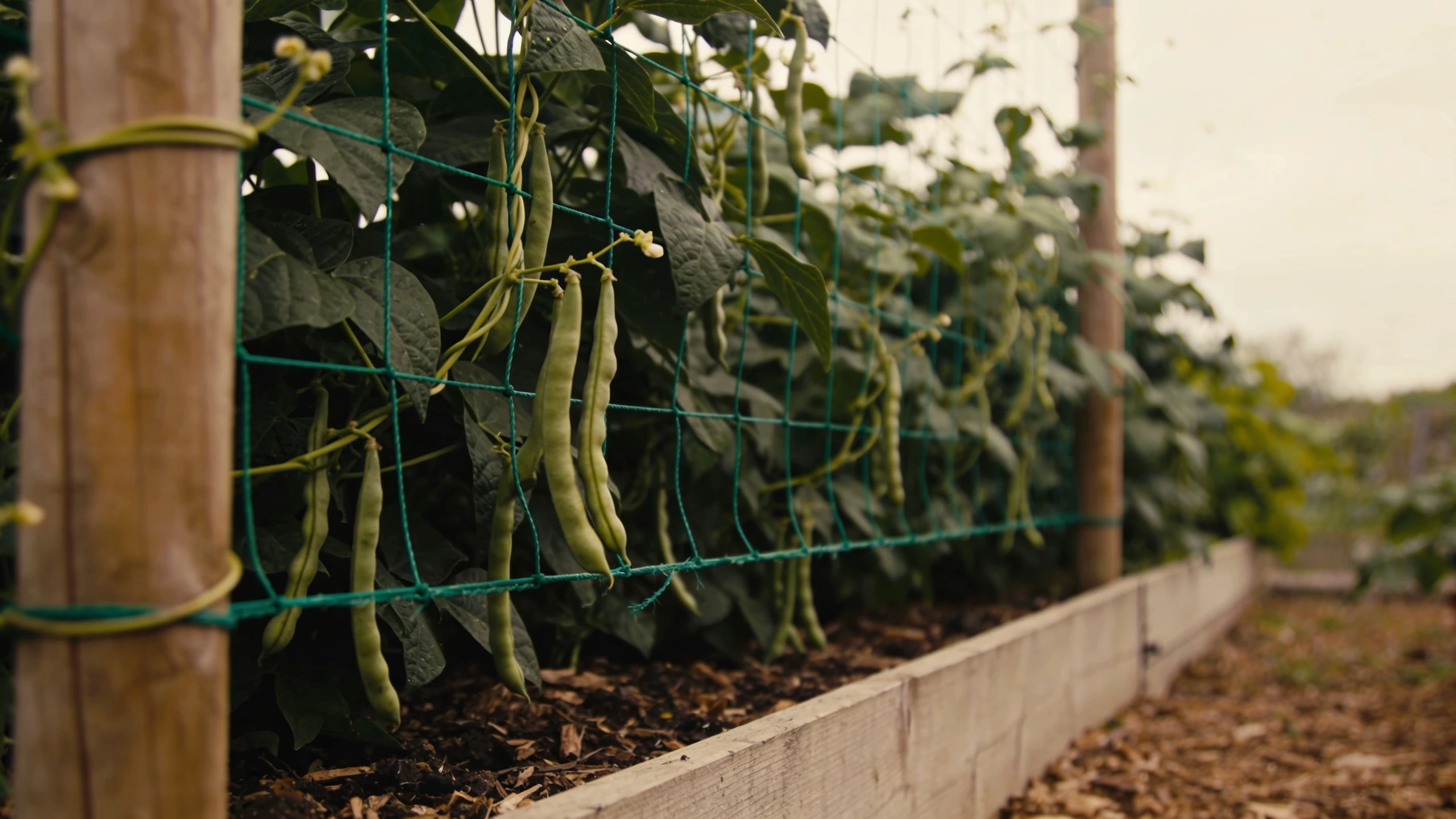 Climbing French beans on a net, the best vertical crop Climbing French beans twining up garden netting stretched between two posts over a narrow bed