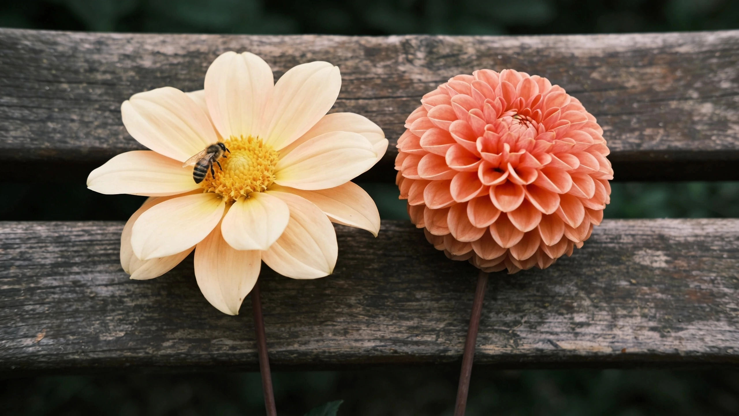 A single open flower next to a double, same species Single dahlia with a visible open centre beside a double pompom dahlia with no centre showing